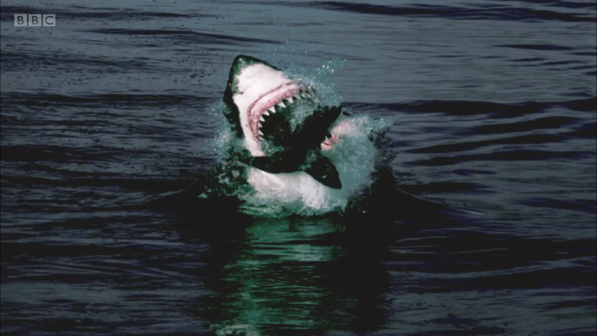 Great white shark (Carcharodon carcharias) as shown in Planet Earth - From Pole to Pole
